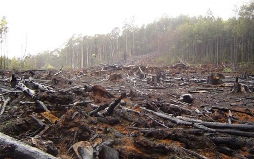 Noruega, el primer país del mundo en prohibir la deforestación