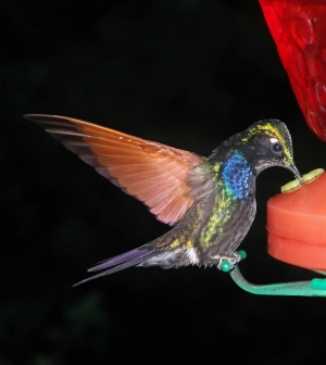 UNAM va al rescate del colibrí con creación de jardines