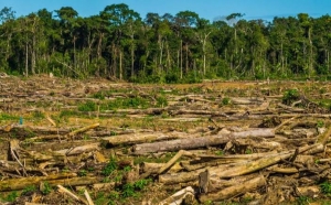 NUESTRA BIOSFERA : ¿Y QUE ONDA con el MEDIO AMBIENTE para este 2019 en Chiapas?