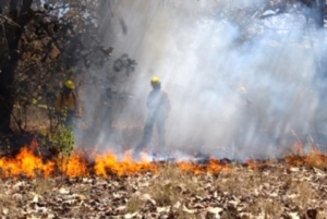 “Nuestra BIOSFERA:  Arde Chiapas: Vuelven los Temidos incendios forestales